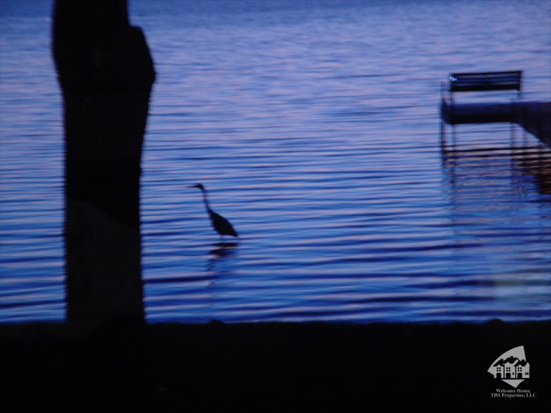 Blue Heron Fishing