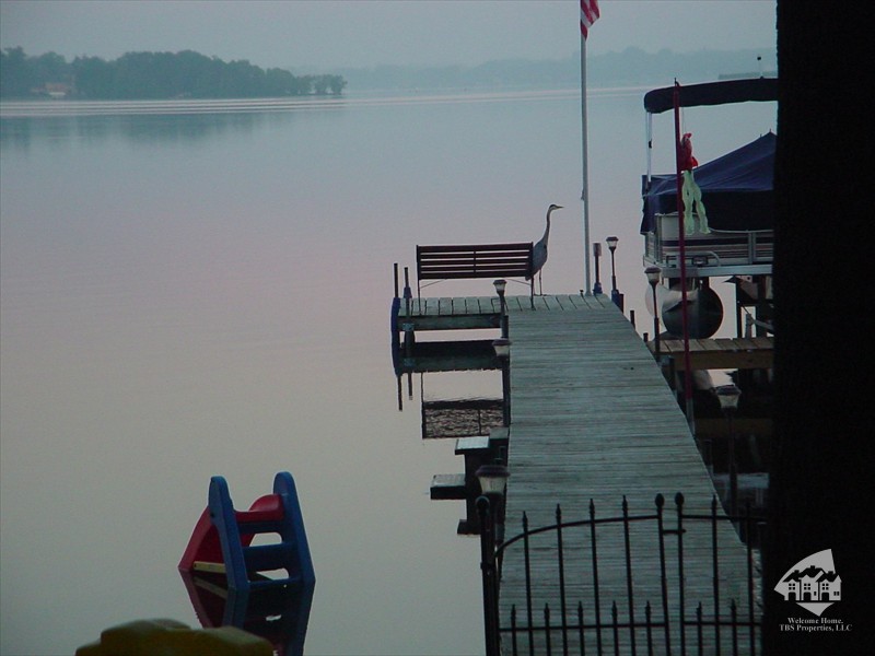 Heron On Dock